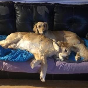 Meet your Posher, Darlene